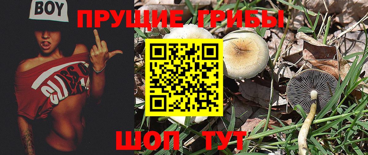 Псилоцибиновые грибы GOLDEN TEACHER Минеральные Воды